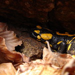Salamandra II