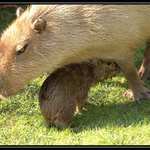 Kapybara - V bezpe u mmy