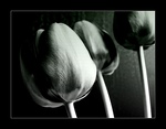 Tulipny III