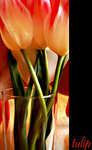 chcela bysom byt tulipanom..