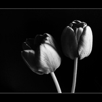 Tulipny II