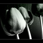 Tulipny III