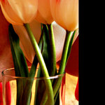 chcela bysom byt tulipanom..