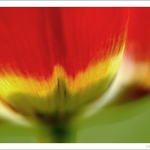 .. barvy al tulip ..