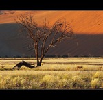 P Namib