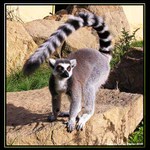 Mlsn vyhlejc Lemur...
