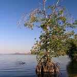 Lagunas de Chacahua - Mangrove