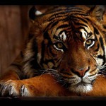 Tiger Sumatransky