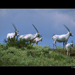 Pmoroec arabsk (Oryx leucoryx)