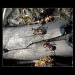 Ti mravenci