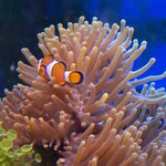 Mj mal Nemo