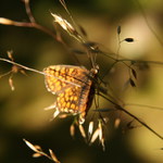 Motyl v Brdech