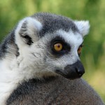 Lemur  kata