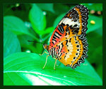Nong Nooch Tropical Garden, Butterfly Hill