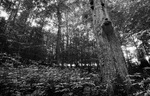 Interir bukovho lesa 1