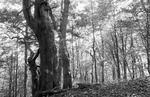  Interir bukovho lesa 3