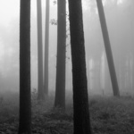 ..mlhy v lese mm...