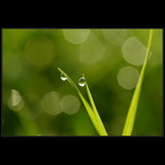 The drop of condensation