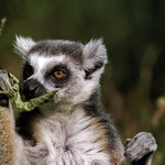 lemur mvajc svac