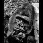 Gorilí zamyšlení