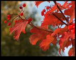 barvy podzimu (1)