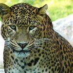 Leopard cejlnsky
