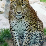 Leopard cejlónsky II