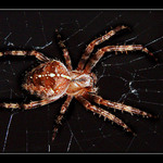 Night spider I.