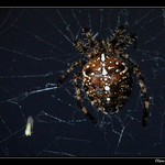 Night spider II.