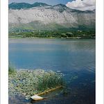 Albnie, Skadarsk jezero