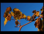 Podzimn vinohrad