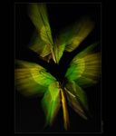 Golden-green birdwings