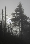 Mlha,slunce,strom... II