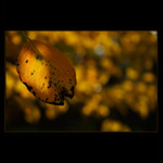 golden wild pear