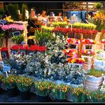 Kvetinovy trh v Amsterodamu