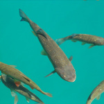 Ryby na Plitvicich