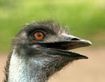 Kuku EMU