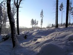 Zima v Pegovskm lese