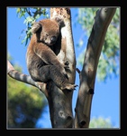 Koala - sedc, spc