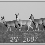 PF 2007