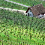 Vinica v Regenzbergu-vajiarsko