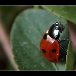 lady beetle