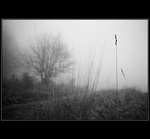 Steblo v hmle