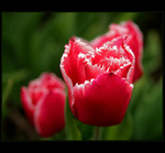 Tulipny II.