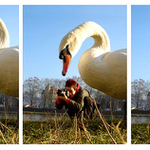 swan & offspring