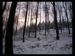 les v mlze - mlha v lese