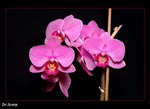 Orchidej 2