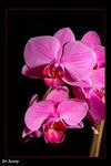 Orchidej 3