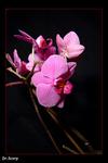 Orchidej 4 konen fotografie
