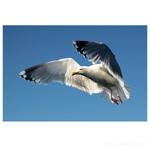 jonathan livingstone seagull